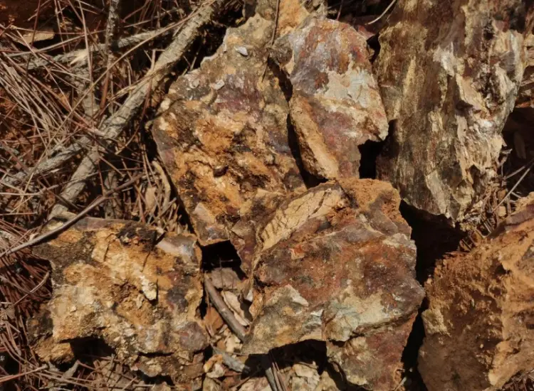 Processing Test of Oxidized Gold Ore